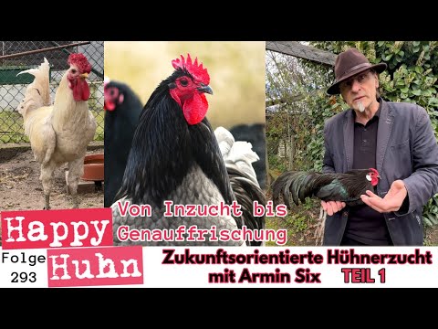 Von Inzucht bis Genauffrischung! Zukunftsorientierte Hühnerzucht mit Armin Six Teil1 HAPPY HUHN E293