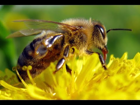 [NEU!] Die Rache der Schöpfung (2/3) Untergang der Bienen [Dokumentarfilm HD]
