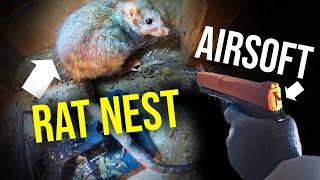 The BEST WAY to GET RID OF ROOF RATS QUICKLY...airsoft