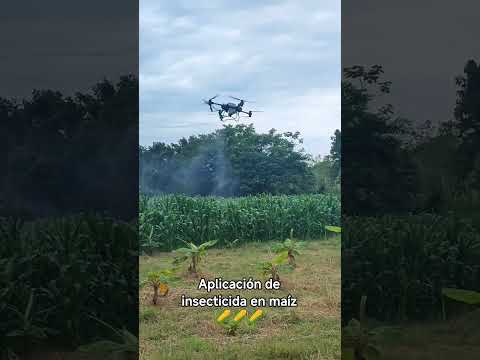 Aplicación de insecticida en maíz 🌽🌽🌽 Vereda Los Cauchos "Lagunilla", Guadalupe Huila #foryou #viral