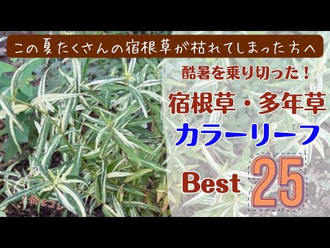 せっかちな人向け: 成長の早い多年草 トピックス