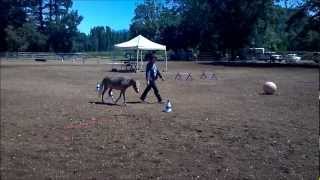 Miniature Horse Freestyle