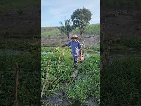 Sítio Belo Horizonte em Campo Alegre AL