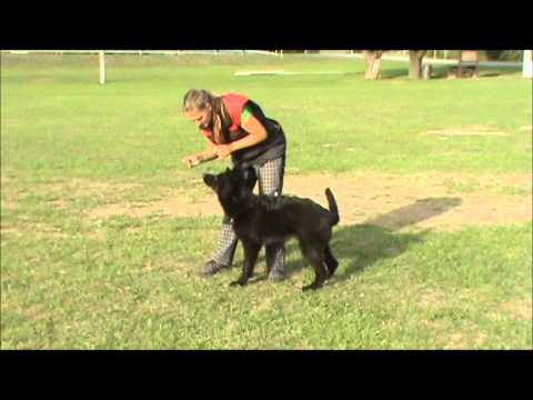 Ivan z Jukasu - obedience & protection training - 6,5 months
