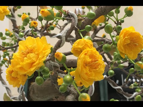 Vặt lá mai vàng miền Bắc ngày 18-10- âl 2021