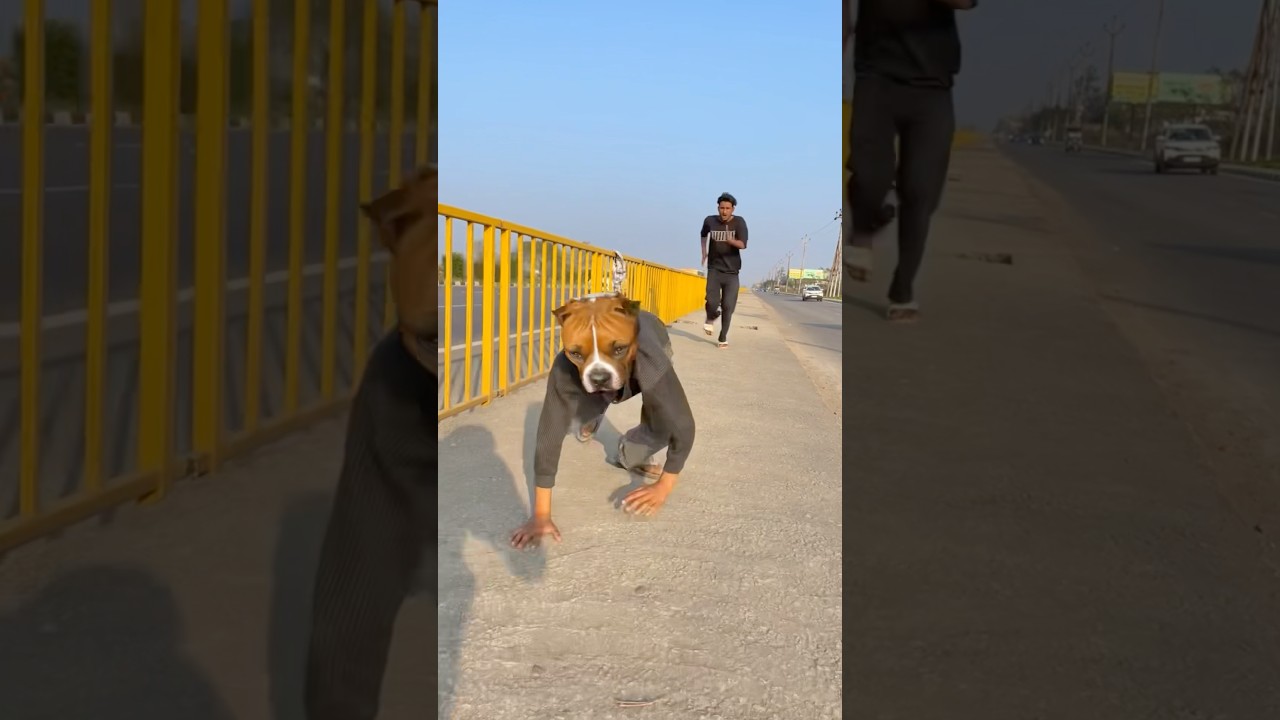 Dog Ne Tang Me Kaat Liya 😂 #shorts #youtubeshorts #comedy #funny #shortsfeed