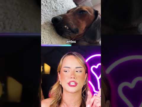 bichos usando OBJETOS HUMANOS