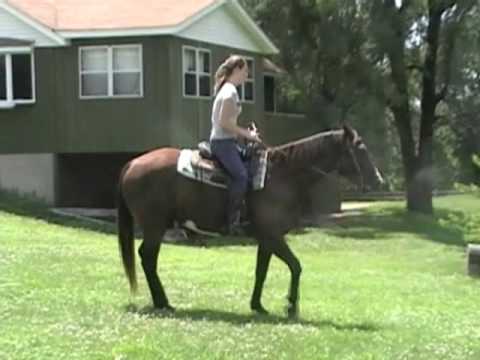 Minimal Black and White Overo Gelding For Sale