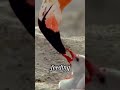Flamingo #healing #animals #funny