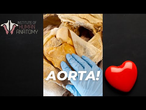 Largest Artery in the Body! | #shorts