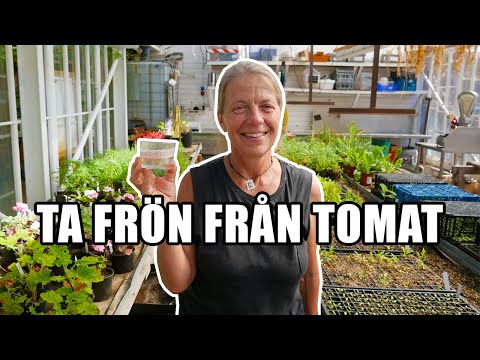 Ta frön från tomat - Kosters  Trädgårdar