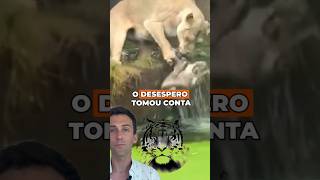 Veja o que essa Leoa fez #animals #leao