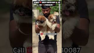 Top 🏆 quality Shih Tzu puppy 🐶 for sale in Bangalore at low price 💥 #pets #petlover