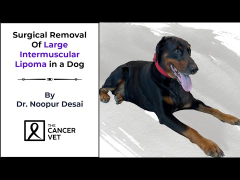 Surgery Of Large Intermuscular Lipoma | The Cancer Vet - Episode 78