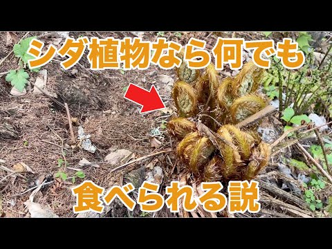 剛毛シールドシダ、ソフトシールドシダ 植物