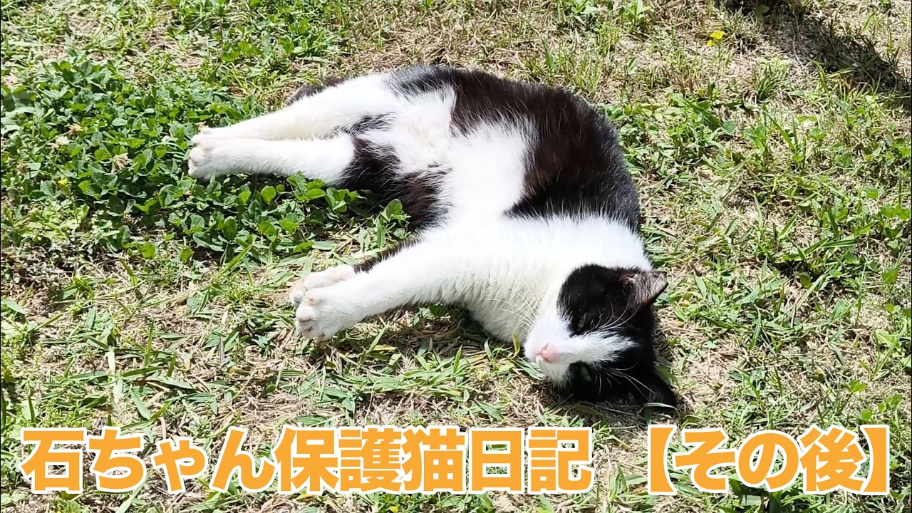 【cat】【初心者】【日常】#ダイエット #あるある #50代