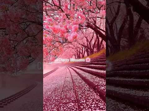 Places on Earth that don’t feel real: Japan 🇯🇵 #travel #explore #japan #nature