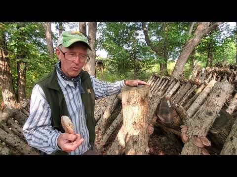 Greg details how to grow shiitaki mushrooms from cull trees.