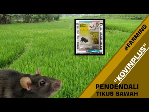Kovinplus - Racun Tikus serbuk disemprotkan - Cara Praktis Membasmi Tikus Sawah