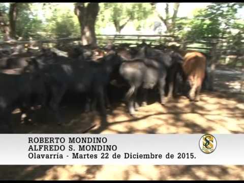 22-12-15 Nota Roberto Mondino - Alfredo S. Mondino - Olavarria.