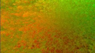 B12 - the silicon garden (flymocut)