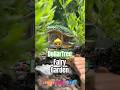 DollarTree Fairy Garden For Disney Doorables Miniature Photography Setup