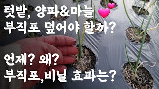 텃밭, 양파&마늘 
