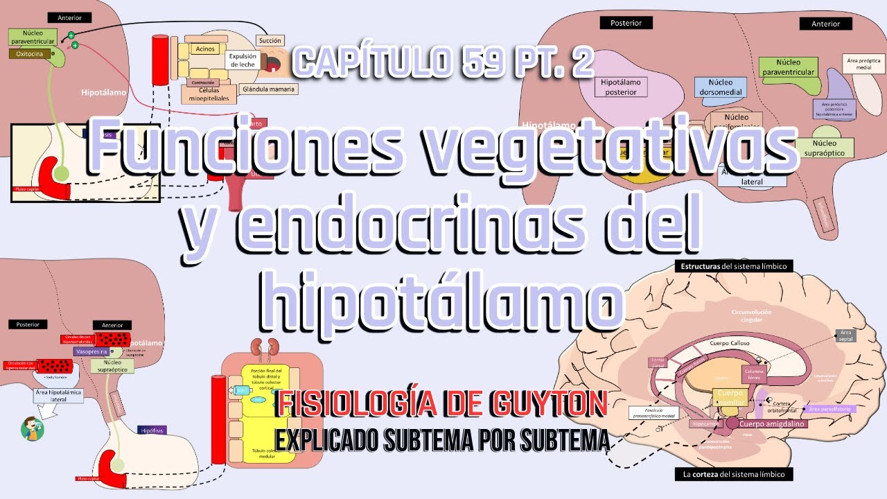 CAP 59 2/4: Funciones vegetativas y endocrinas del hipotálamo