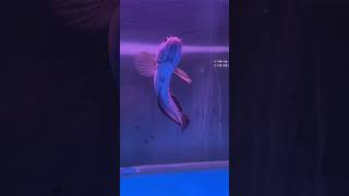 Download lagu Buy Fish Channa Barca Size 20 Cm #channa #channabarca #barca #bolang #sibolang #king #maru mp3