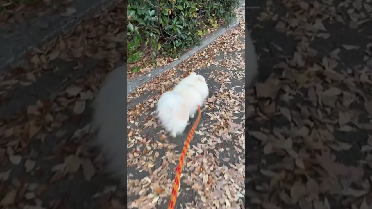 お散歩コース動画1