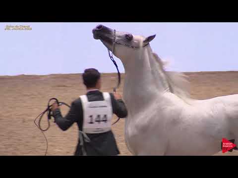 N 144 NAPOLEON EA   Salon du Cheval d'El Jadida class A show   7+ Years Old Stallions Class 10