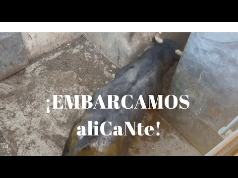 Embarque de TOROS VICTORINOS para Plaza de Toros de ALICANTE