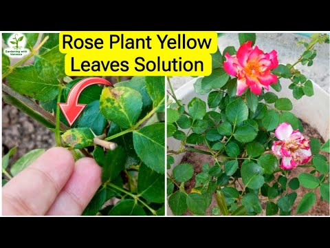 3 Causes of Yellow leaves on Rose Plant & their Fixes Gardening with Vaneeza