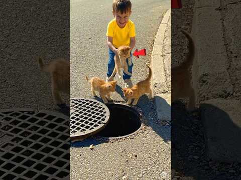 Please save the kittens they're cute #cat #kitten #rescue🐈 👶