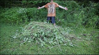 How To Control Giant Ragweed & Rid It From Your Property or Farm