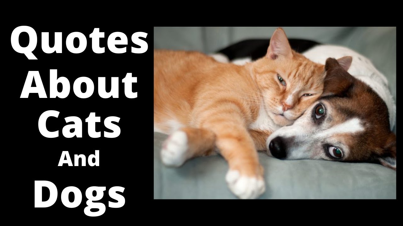 Quotes about Cats and Dogs