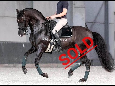 *SOLD* GP Black Andalusian PRE Stallion 2012 - 1,66 m | #MP320