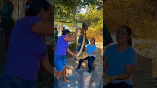 Produção do Alfenim- Engenho Família Bezerra Pereira no sítio Cajuí em Milagres Ceará