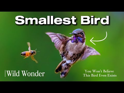 "Lighter Than a Coin, Faster Than the Wind: The Bee Hummingbird"