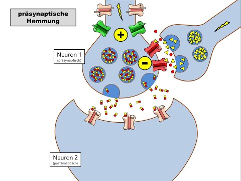 DIE SYNAPSE-03 - IPSPs