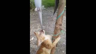 Download lagu kucing panjat pinang hadiahnya ikan lele mp3