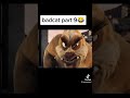 Bad Cat Vj Kevo