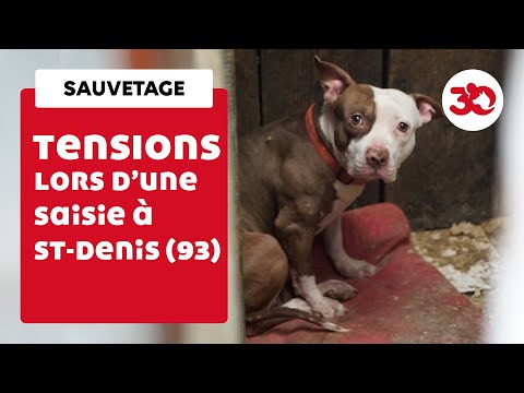 Tensions lors d'un sauvetage de chiens à Saint-Denis