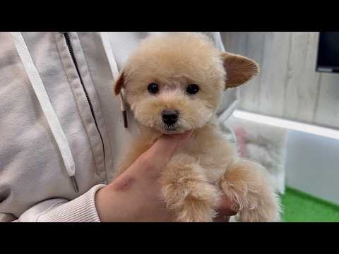 YouTube動画のサムネイル