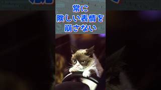 【 グランピーキャット 】100億円稼いだ猫!タルダルソース 1分で解説【最も影響力のある猫 ドワーフィズム 子猫症 #shorts 不機嫌な猫 ネットミーム 猫ミーム 】