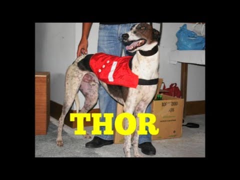 THOR, VIDEOS DA CARREIRA.