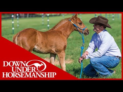 Clinton Anderson: Foal Training - Downunder Horsemanship