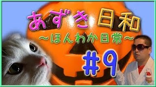 【 猫 】あずき日和 part9！（ぱんぷきんバケツ!!）【 CAT 】