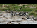 Many Storks And Vultures Feeding On Wildebeest Carcasses In Mara River Tanzania 2017 09 14