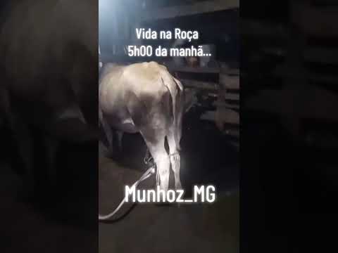 #gado #vaca #cow #bezerro #roça #munhoz #toledo #mg #minasgerais #campo #interior #country